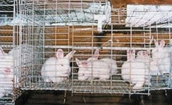 ארנבונים במשק פרוות ובשר