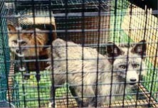 שועלים במשק פרוות