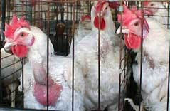 תנאי החיים של תרנגולות במשק המשווק ביצים דרך תנובה