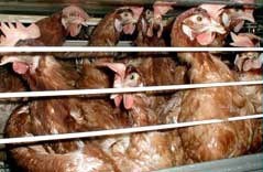 תרנגולות מטילות במשק גליקסמן שבמושב מישר