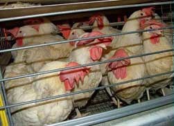 תרנגולות בכלוב סוללה