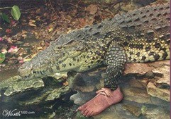 קריקטורה של תנין עם כף רגל אנושית