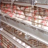 תרנגולות בכלובי סוללה