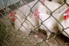 תרנגולות מטילות ביצים על הקרקע במקום בתיבת ההטלה