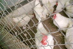 תרנגולות עומדות בפינה ומטילות ביצים בלול אורגני