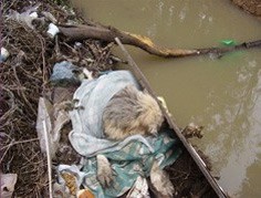 כלב מבוגר נטוש בתעלת מים