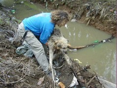 צביקה לזרוביץ מחלץ כלב נטוש בתעלת מים ליד מושב גנות