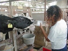 פעילת אנונימוס משקה עגל, כחלק מהפגנה נגד הצמאת עגלים.