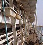 כבשים מתים שהושלכו לצד הסיפון