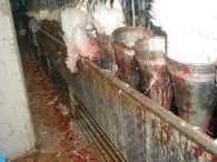 עוף עם חיידקים