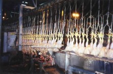 עוף עם חיידקים