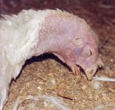 האמת המצוירת על בעלי-חיים