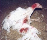 האמת המצוירת על בעלי-חיים