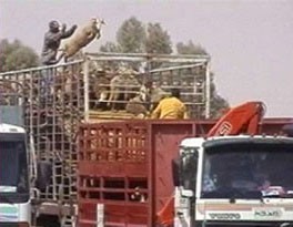 האמת המצוירת על בעלי-חיים