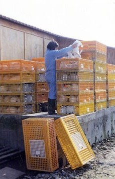 תעשיות הארנבונים