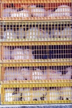 תעשיות הארנבונים