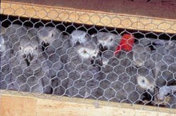 ייבוא חיות בר