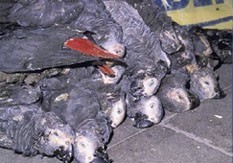 ייבוא חיות בר