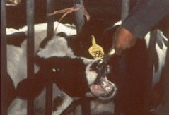 רפתן תופס את אחת הפרות באפהעם מלקחיים, ומושך את ראשה בין הסורגים.