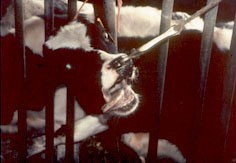 פרה עוברת התעללות קשה ברפת