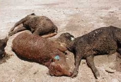 עגלים מאוסטרליה שמתו בערבה