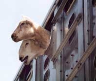 כבשים במשלוחי חיות מאוסטרליה