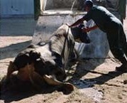 פרה קורסת - התעללות בחיות
