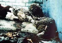 כבשה חולה שקרסה - חיה שקרסה מהתעללות