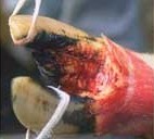 טלף פצועה של פרה - חיות במשקים