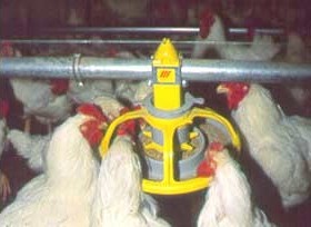 תרנגולות אוכלות בלול בשר