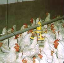 תרנגולות ותרנגולים בלול בשר