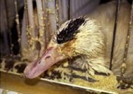 פיטום אווזים וברווזים