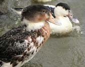 חיות שהוצלו במקלט