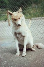 כלב מלאכותי - חיות בקולנוע