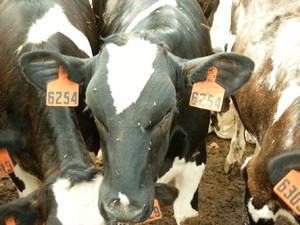 פרה ברפת, לשתי אוזניה מוצמדים מספרים והיא דחוקה בין פרות נוספות.