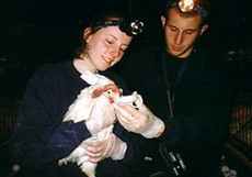 חדירה ללול ביצים שהביאה לחשיפת הזוועות והרשעה של בעלי לול.