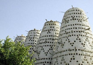 בתי גידול ליונים באלכסנדריה, 2004: שיטות גידול היונים במצרים כיום דומות לשיטות שרווחו בארץ ישראל לפני...