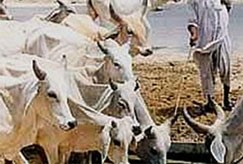 חיות בפקיסטן: בין טבע לתעשייה
