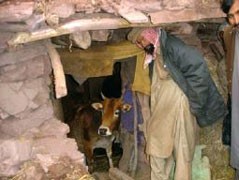 חיות בפקיסטן: בין טבע לתעשייה