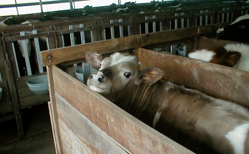  עגל חלב בארגז שבו נכלא עד סוף ימיו. מכ שבמושב בצרה, בפברואר 2001, באמצעות מצלמה דיגיטלית פשוטה. מאות אלפי...
