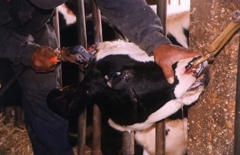 תיעוד גלוי של פרקטיקה שגרתית – גדיעת קרניים – ברפת החלב של קיבוץ גת 