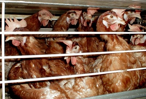 תמונת כלוב טיפוסי בלולי גליקסמן, המקצים לכל תרנגולת שטח קטן מזה של מרצפת בגודל 20x20 ס מ. התמונה צולמה במושב מישר 