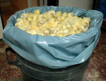 צילומי הווידאו שתיעדו השמדה שגרתית של 25 אלף אפרוחים זכרים במדגרת פאלק 