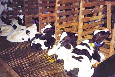  עגלי חלב במשק של חברת Marcho Farms, ארצות-הברית 2002: התא פחות מגביל מהנהוג בישראל, אך השרשרת על הצוואר כה קצרה,...