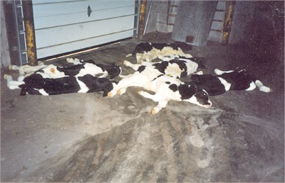 עוד מחקירת Farm Sanctuary: ערמת עגלים מתים במשק Marcho Farms. עקב ההפרדה מהאם, תנאי הכליאה הקשים והמזון ההרסני, שיעור...