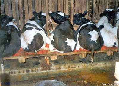 תמונה נוספת מחקירות Farm Sanctuary: העגלים על דרגש עץ ופלסטיק כה צר, שאחוריהם מתחילים לבלוט ממנו ככל שהעגל גדל.