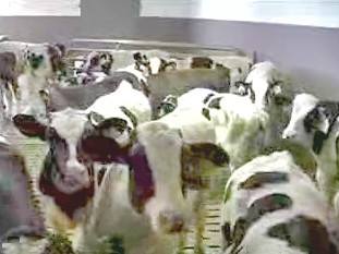 עגלים במכלאה קבוצתית בקנדה, מתוך סרט מטעם Delft Blue Farms שבאונטריו, קנדה (2005).