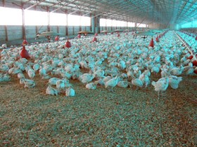 צילום בלול תרנגולי הודו ממחיש את הקושי להימנע מהפחדת חיות בתנאים תעשייתיים: שימו לב למרחק ששומרים...