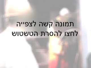 עובד המשחטה תולש בסכין את תגית האוזן מהפרה המדממת, השרויה בהכרה מלאה ומושכת את צווארה בכוח כלפי מעלה.