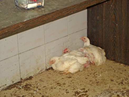 תרנגולות מכווצות בפינת החדר לפני כפרה